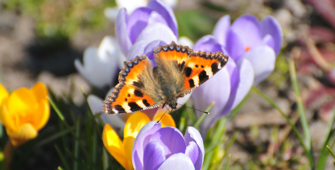 A small tortoiseshell butterfly sits on purple and yellow crocuses.