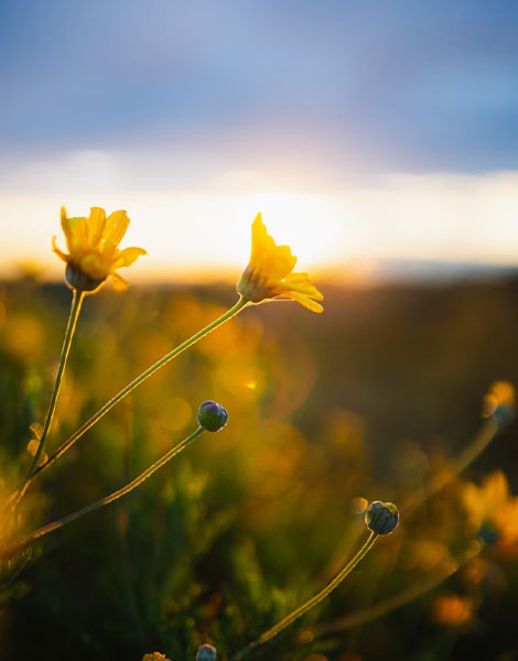 a field of yellow flowers with the sun in the background